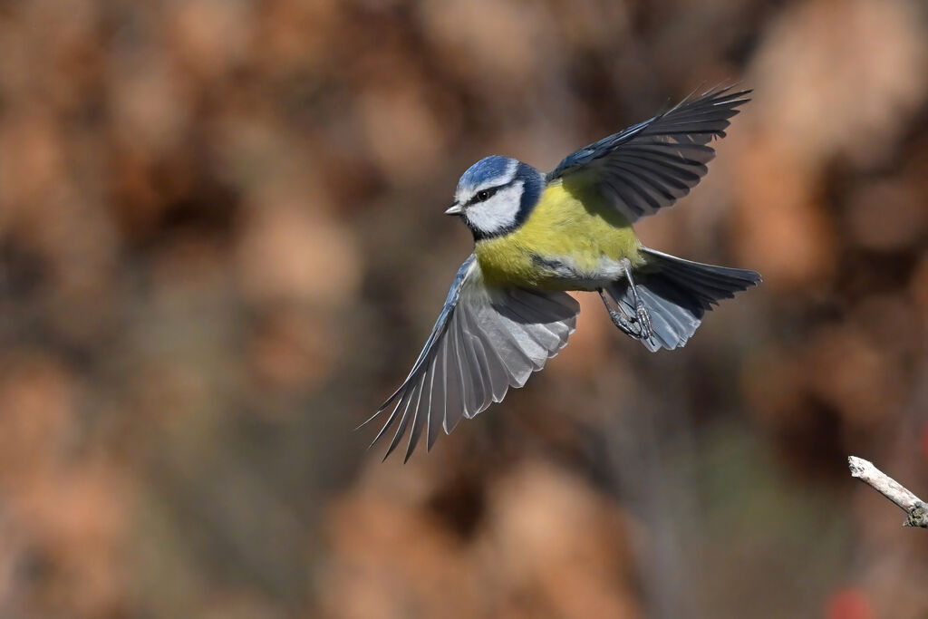 Mésange bleueadulte, Vol