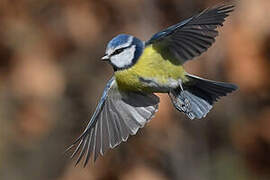 Mésange bleue