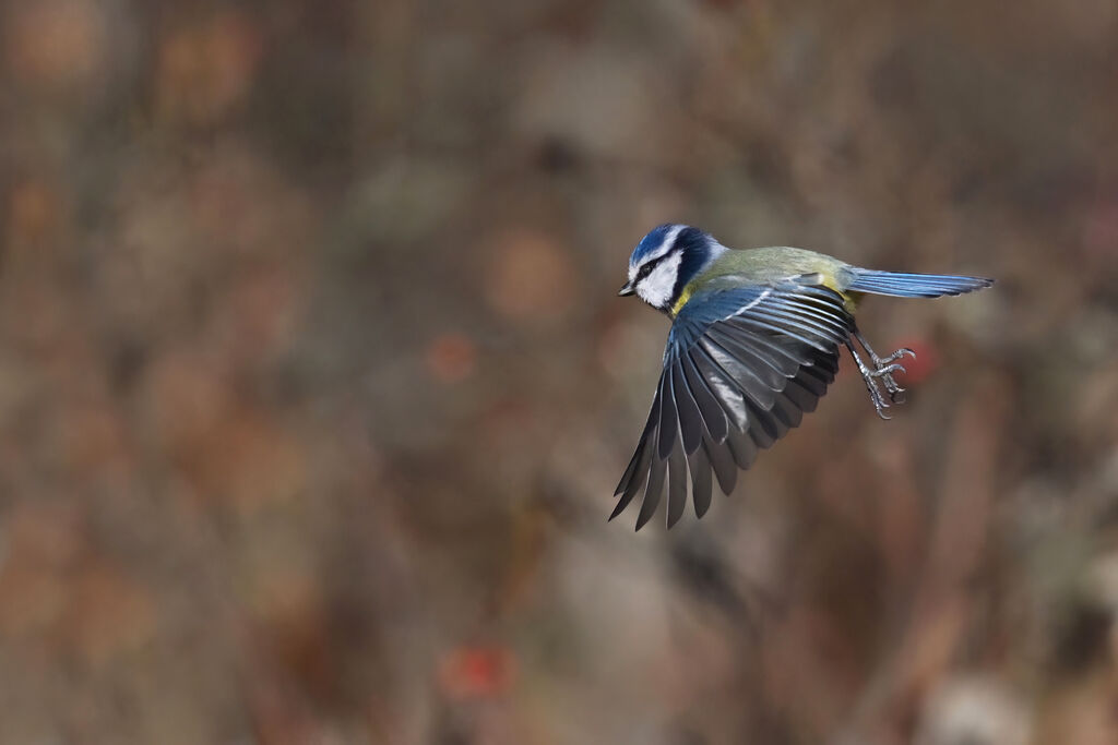 Mésange bleueadulte, Vol