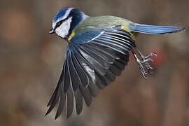 Mésange bleue