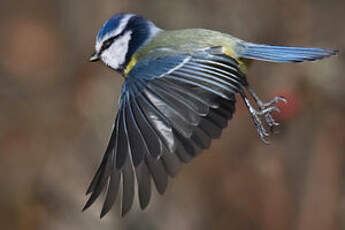 Mésange bleue