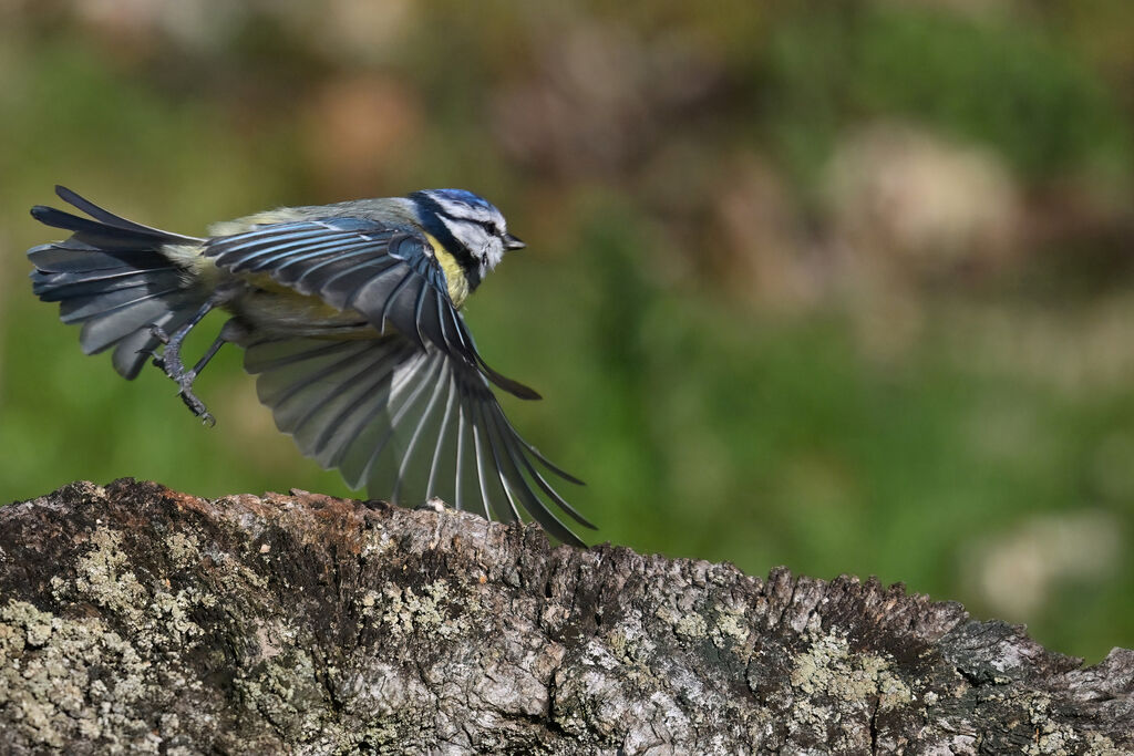 Mésange bleueadulte, Vol