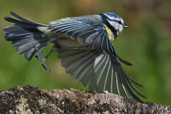 Mésange bleue