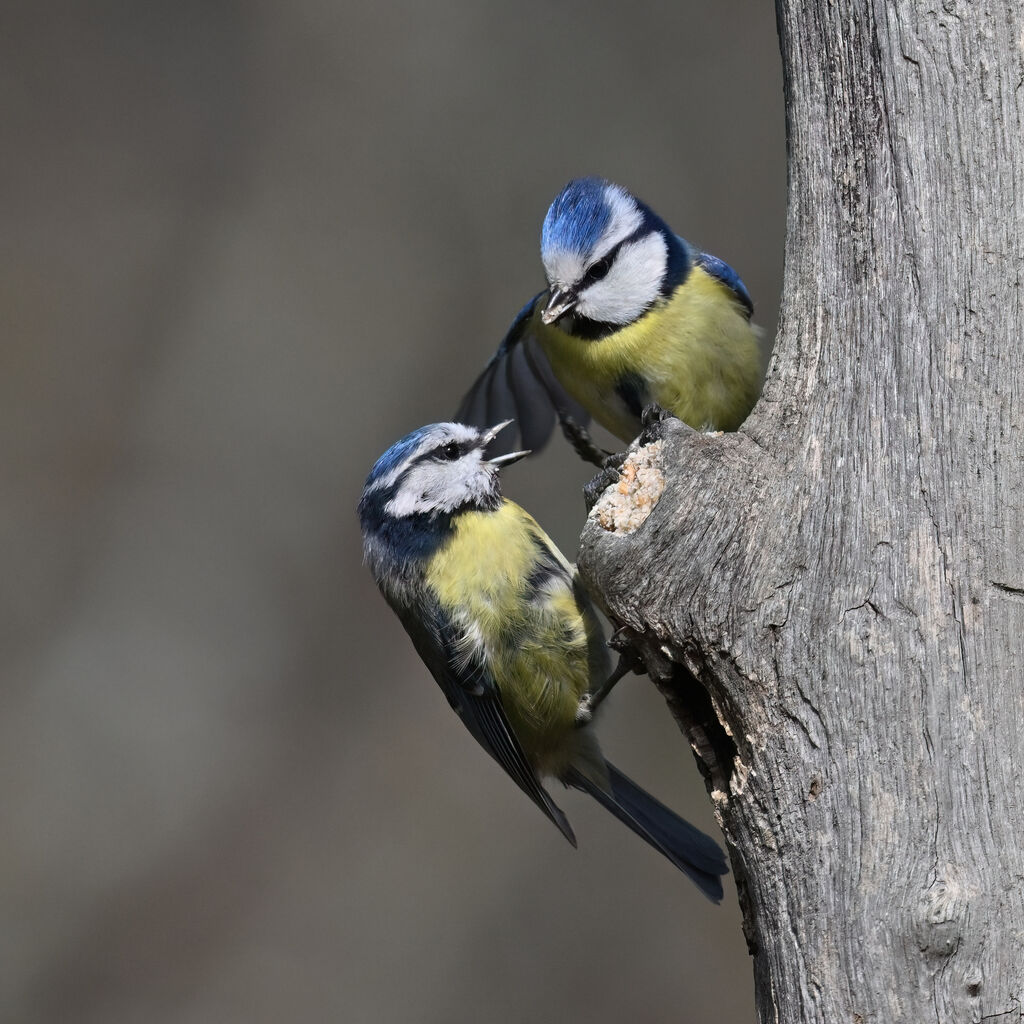 Eurasian Blue Titadult breeding, Behaviour