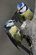 Eurasian Blue Tit