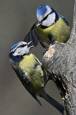 Mésange bleue