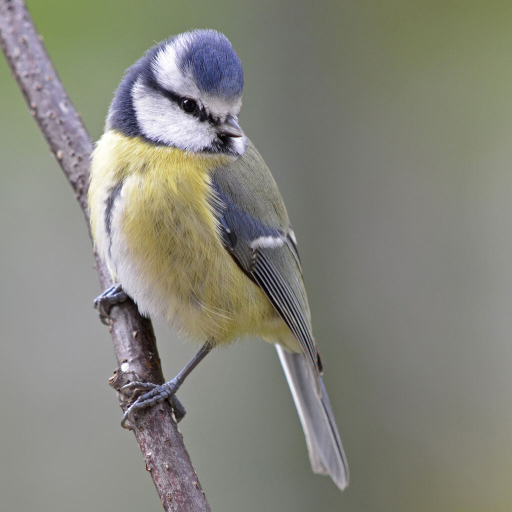 Eurasian Blue Tit, identification