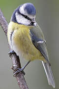 Eurasian Blue Tit