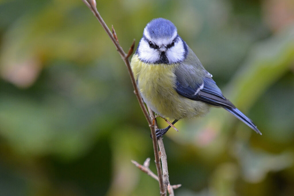 Eurasian Blue Tit, identification