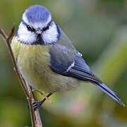 Eurasian Blue Tit