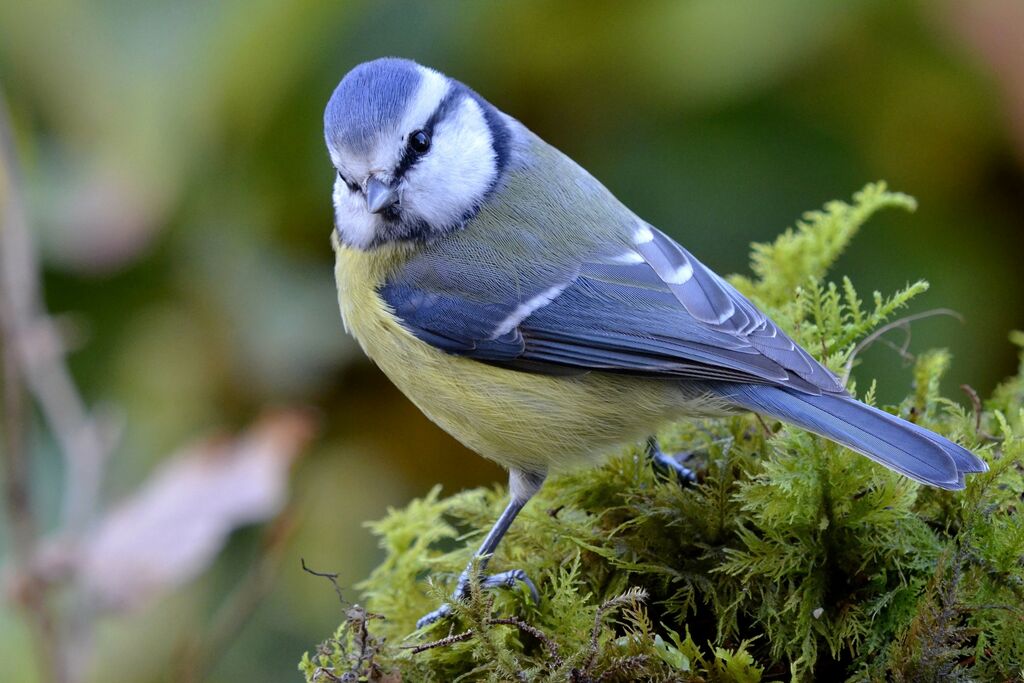 Mésange bleue, identification