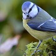 Mésange bleue