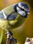 Eurasian Blue Tit