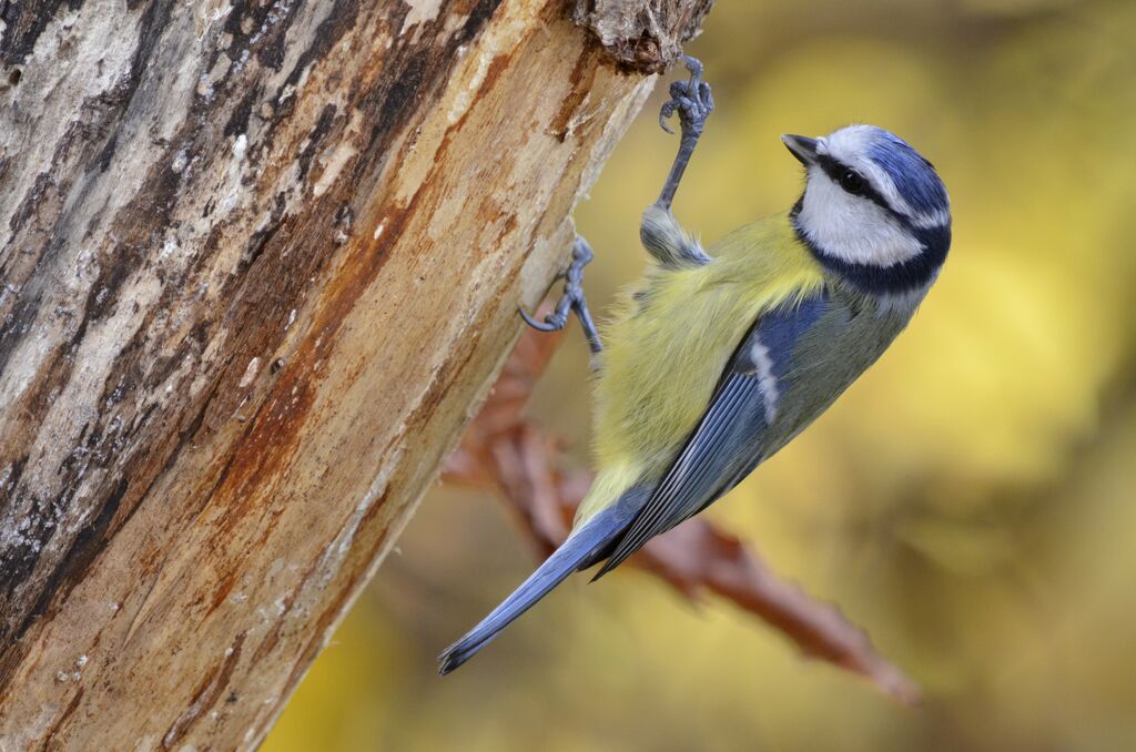 Mésange bleue, identification