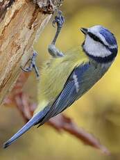 Mésange bleue