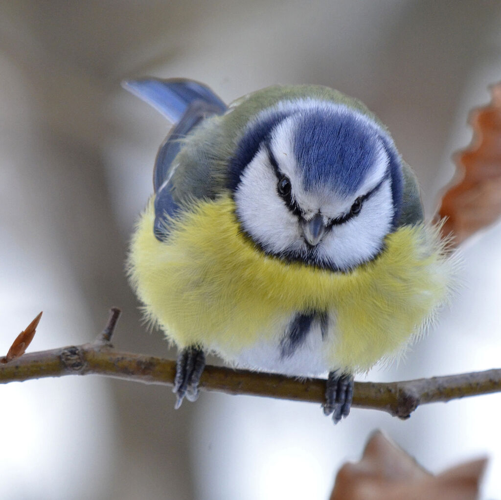 Mésange bleue, identification