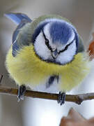 Eurasian Blue Tit