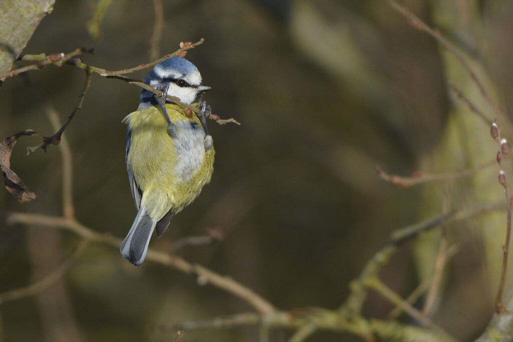 Mésange bleue, identification