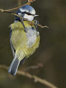 Mésange bleue