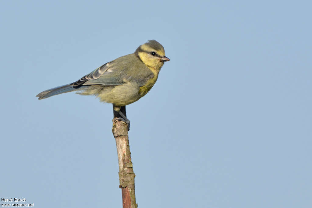 Mésange bleuejuvénile, identification