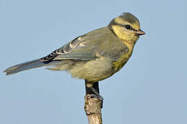 Eurasian Blue Tit