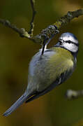 Eurasian Blue Tit