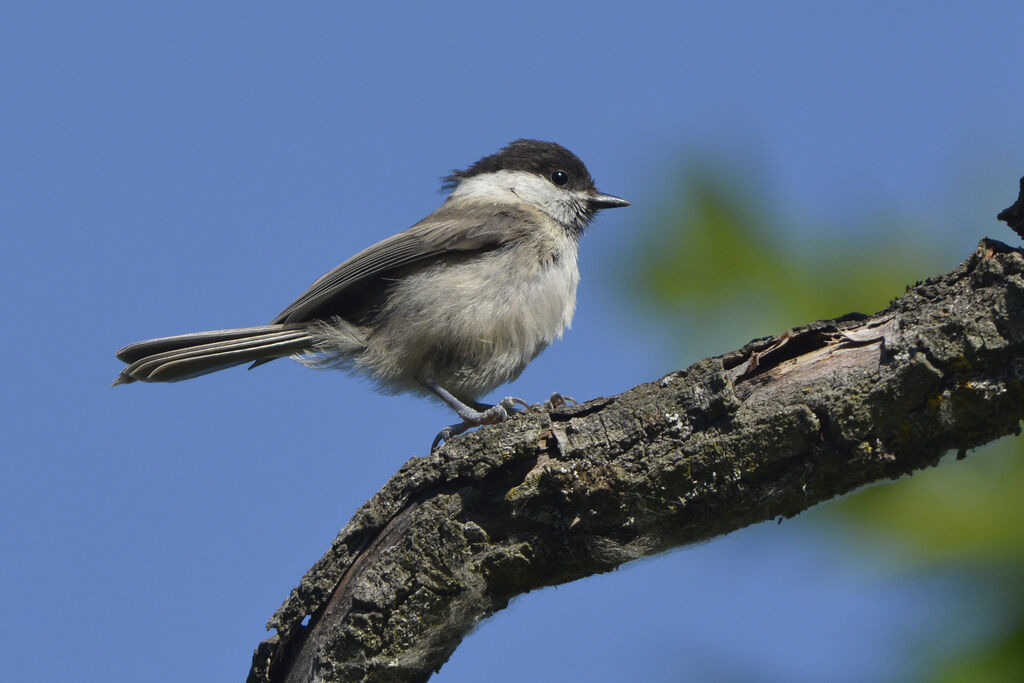 Mésange boréale, identification