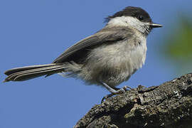 Willow Tit