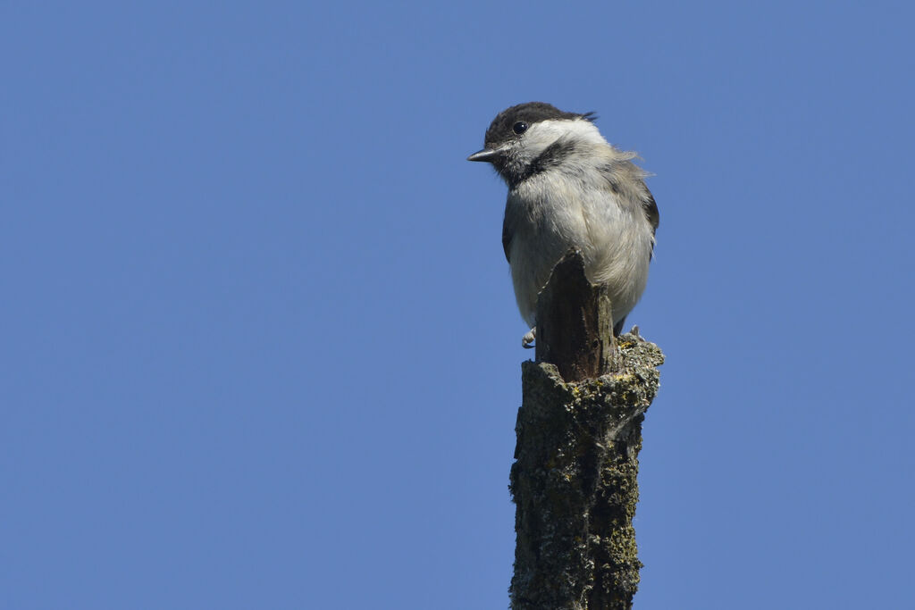 Mésange boréale