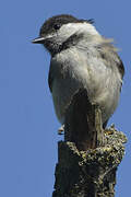 Mésange boréale