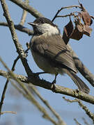 Willow Tit