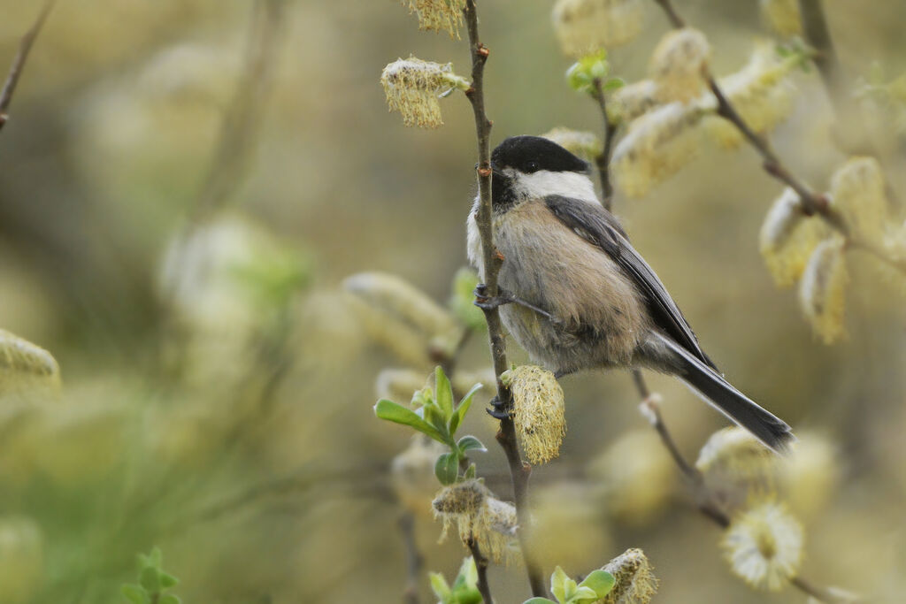 Mésange boréaleadulte, identification