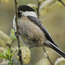 Mésange boréale