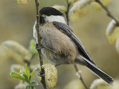 Willow Tit