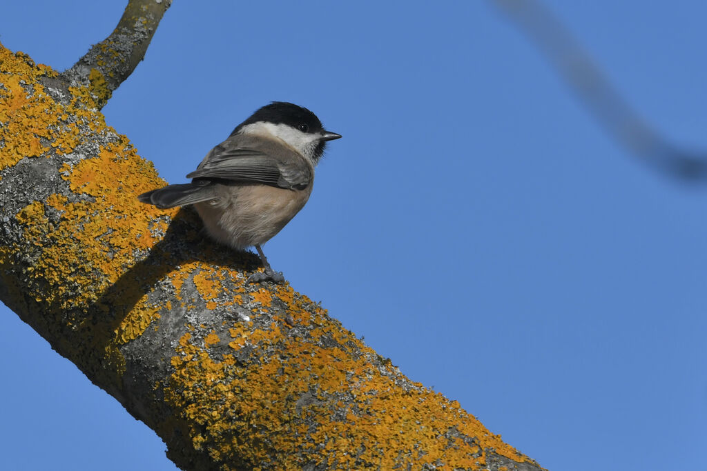 Mésange boréaleadulte, identification