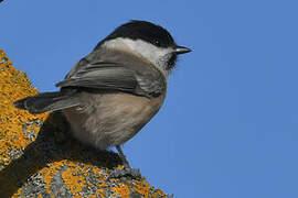 Willow Tit