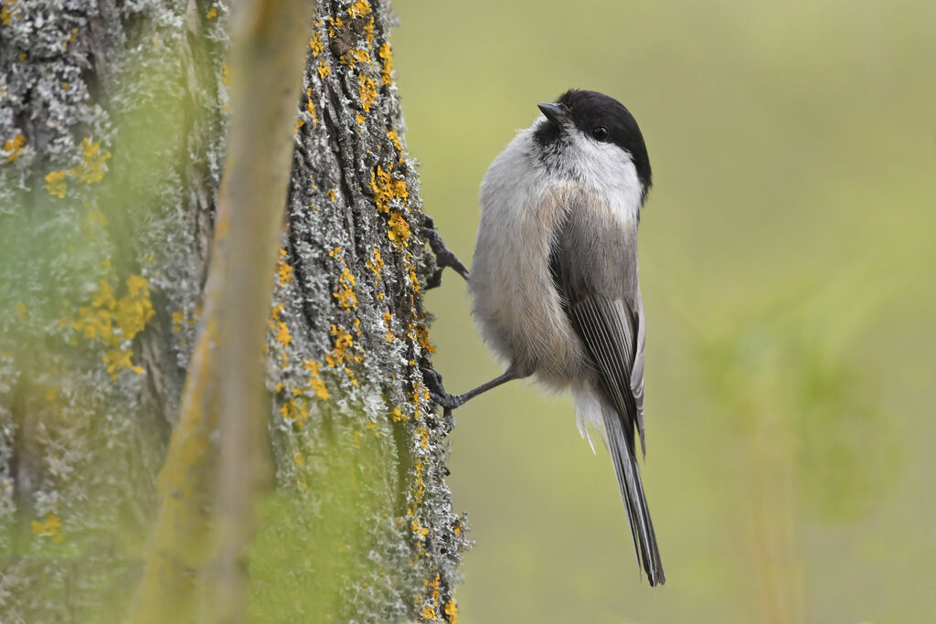 Willow Tit