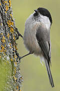 Willow Tit