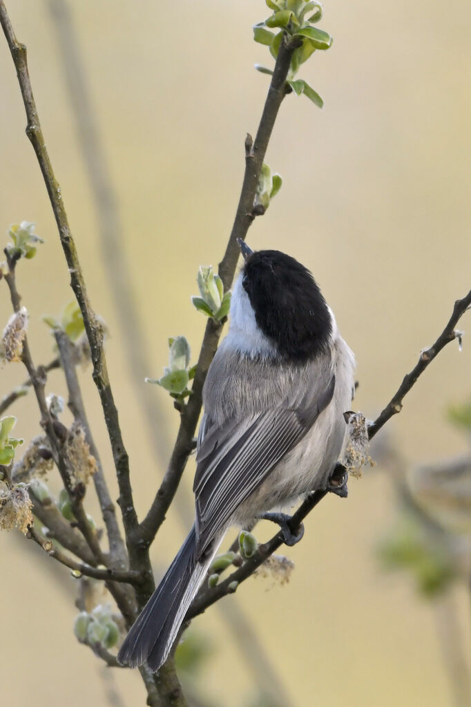 Mésange boréaleadulte, identification