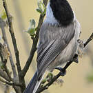Mésange boréale