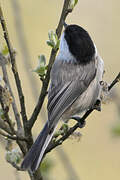 Willow Tit