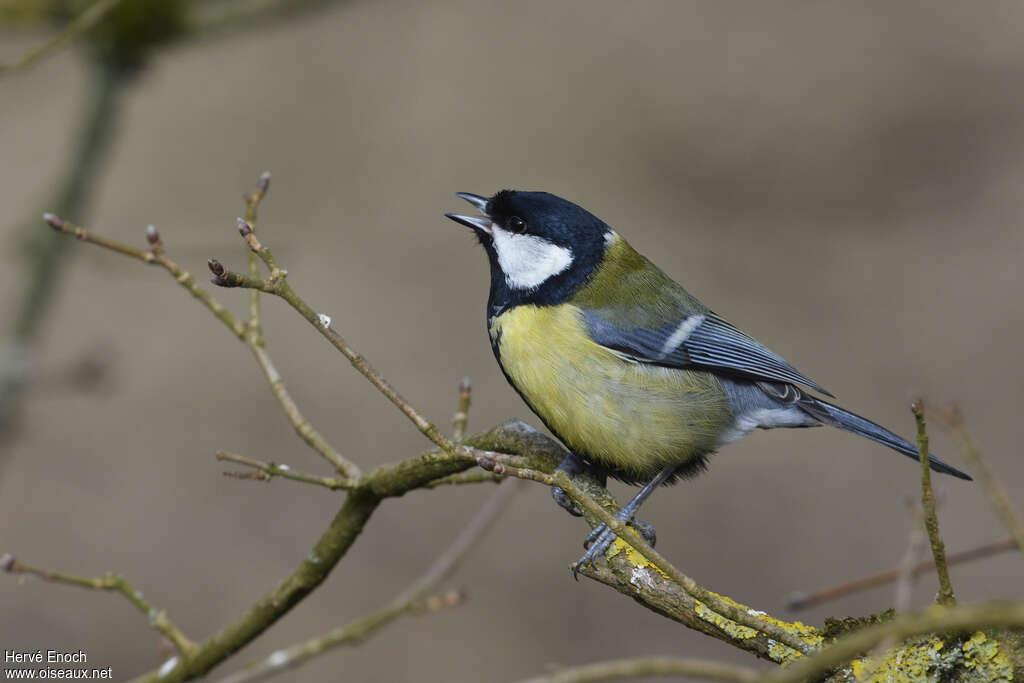 Mésange charbonnière mâle adulte, chant