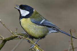 Great Tit