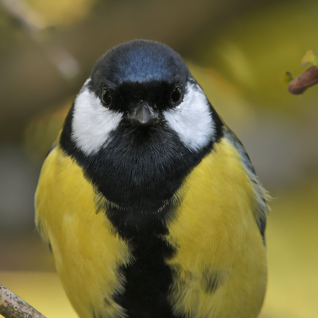 Great Tit male adult, close-up portrait