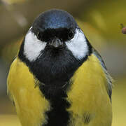 Great Tit