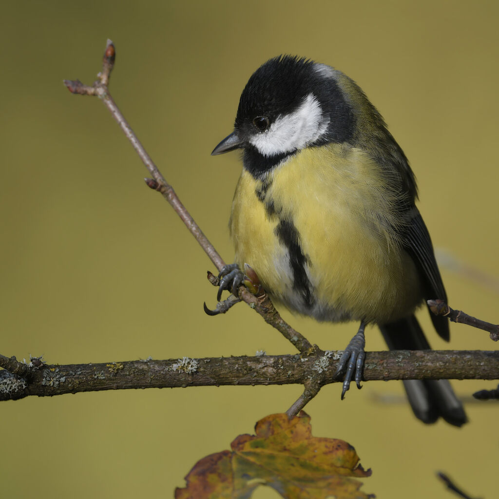 Mésange charbonnière femelle adulte, identification