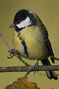 Great Tit