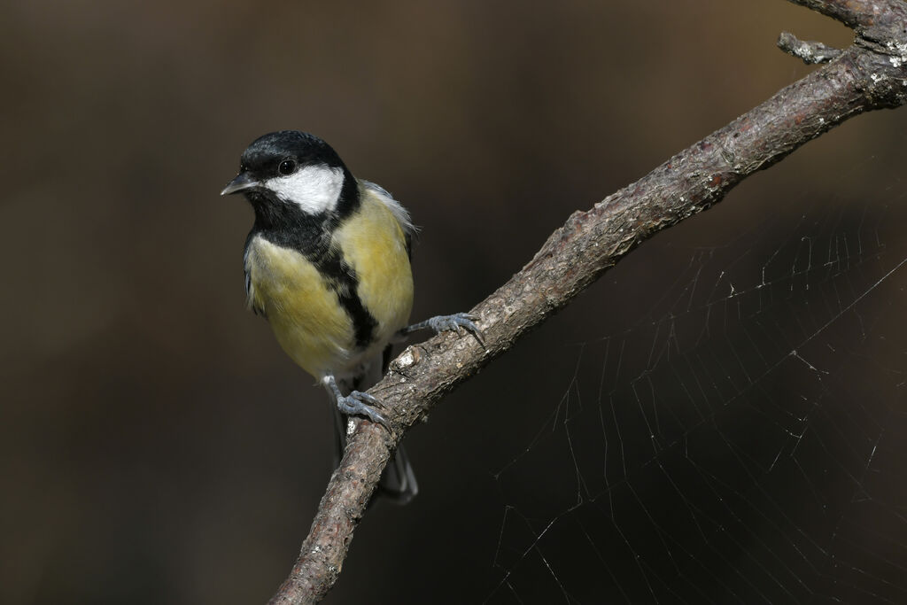 Great Tit female adult, identification