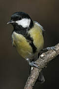 Great Tit