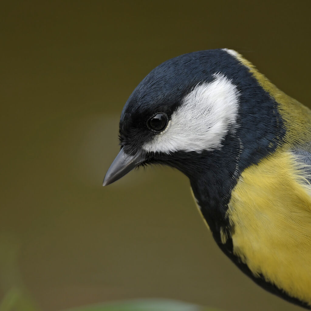 Great Titadult, close-up portrait